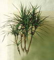 خون سیاوشان , دراسنای پرچمی,Red Edged Dracaena